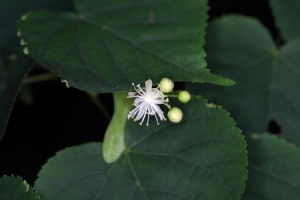 61218604 - flower of a small leaved lime (tilia cordata).