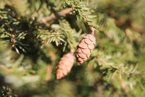 55253079 - hemlock spruce (tsuga heterophylla) with cones.